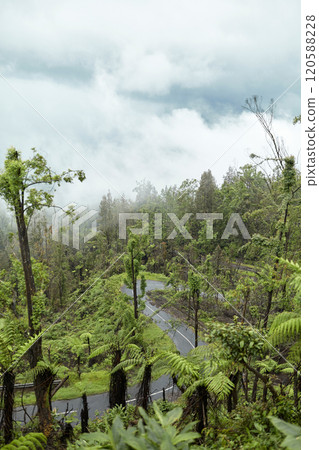Mystical atmosphere in a destroyed forest on a volcano after an ash eruption. The jungle is reborn on a mountain covered in a cloud or fog. 120588228