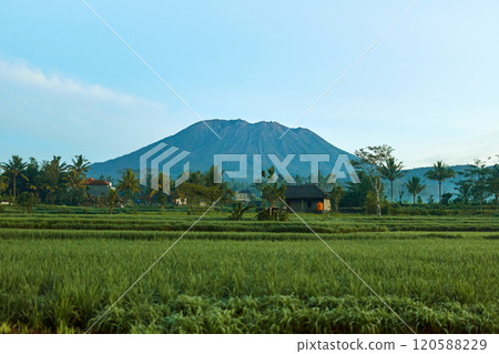 Panorama of Mount Agung and rice fields on the island of Bali. View of the mountain against a background of palm trees and a cornfield. Panorama of Agung volcano covered with clouds on a sunny day. 120588229