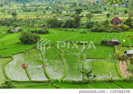 Picturesque rice terraces on the popular tourist island of Bali. Picturesque rice terraces on the popular tourist island of Bali. 120588248