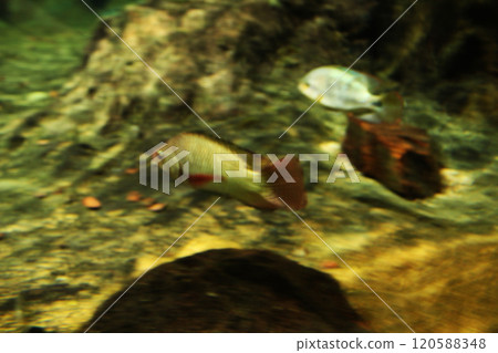 Pristolepis rubripinnis small fish in the pond close-up Pristolepis rubripinnis small fish in the pond close-up 120588348