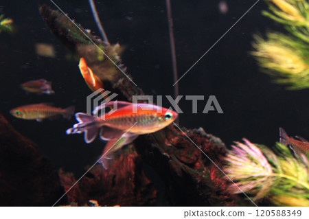 Phenacogrammus interruptus Small aquarium fish in the water on a dark background next to algae 120588349