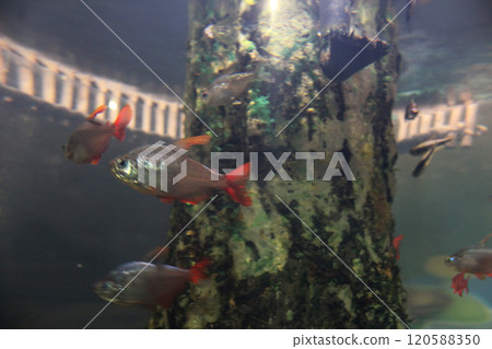 Hyphessobrycon columbianus in the aquarium in the aquarium. Breeding ornamental fish 120588350