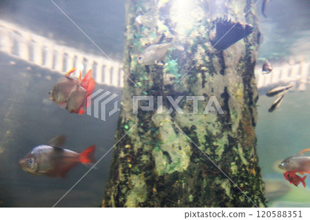 Hyphessobrycon columbianus tropical aquarium fish side view. Fish habitat 120588351