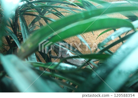Phelsuma madagascariensis between the grasses in the aquarium. Growing lizards and geckos in the aquarium 120588354