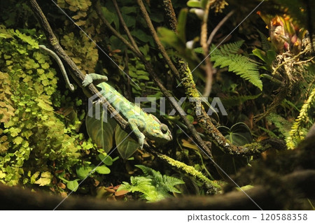 Phelsuma madagascariensis is a green lizard in the aquarium. Keeping lizards in an apartment 120588358