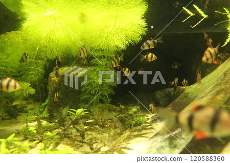 Puntigrus tetrazona small aquarium striped fish between algae in an aquarium Puntigrus tetrazona small aquarium striped fish between algae in an aquarium 120588360