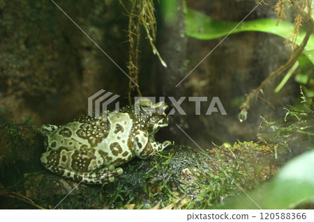 Trachycephalus resinifictrix is a species of tailless amphibian in the family Tree frogs Trachycephalus resinifictrix is a species of tailless amphibian in the family Tree frogs 120588366