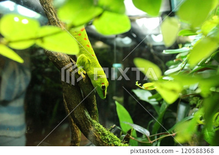 Phelsuma madagascariensis green gecko on a branch between leaves and grass 120588368