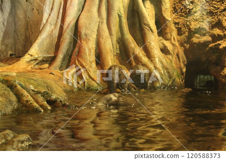 Lutra cinerea, Aonyx cinereus or Amblonyx cinereus dives into the water in the oceanarium pool. Otters in natural habitat 120588373