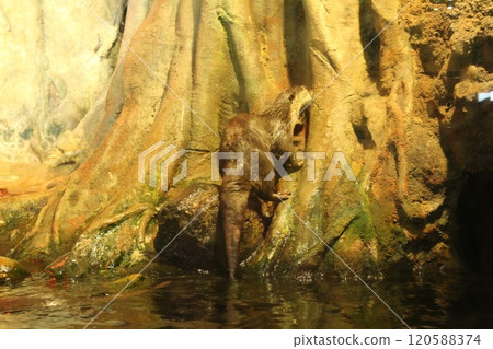 Lutra cinerea, Aonyx cinereus or Amblonyx cinereus sits on the trunk of a tree from the side view from the back 120588374