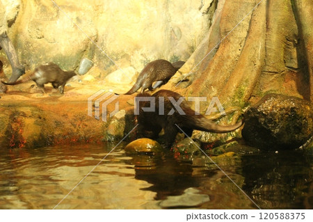 Lutra cinerea, Aonyx cinereus or Amblonyx cinereus emerged from the water and hide behind rocks and trees 120588375