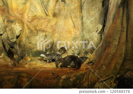 Lutra cinerea, Aonyx cinereus or Amblonyx cinereus looking for a burrow. Bathing of waterfowl Lutra cinerea, Aonyx cinereus or Amblonyx cinereus looking for a burrow. Bathing of waterfowl 120588378