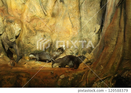 Lutra cinerea, Aonyx cinereus or Amblonyx cinereus lies on a stone washing. Funny Animals Lutra cinerea, Aonyx cinereus or Amblonyx cinereus lies on a stone washing. Funny Animals 120588379