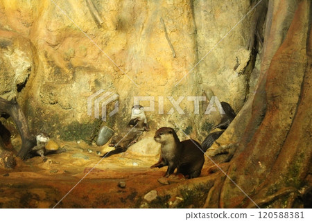 Lutra cinerea, Aonyx cinereus or Amblonyx cinereus washes and combs its hair. Posing Animals Lutra cinerea, Aonyx cinereus or Amblonyx cinereus washes and combs its hair. Posing Animals 120588381