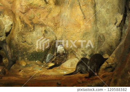 Lutra cinerea, Aonyx cinereus or Amblonyx cinereus hide from humans. Keeping animals in captivity Lutra cinerea, Aonyx cinereus or Amblonyx cinereus hide from humans. Keeping animals in captivity 120588382