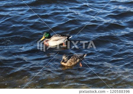 Duck and drake bathing in water large with space for copyspace text 120588396