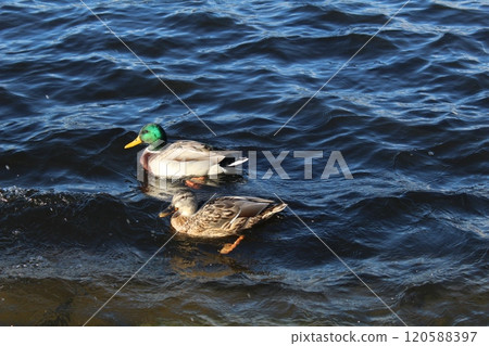 Two ducks on the water close-up. Feeding ducks, birds, animals near the water. Beautiful animals 120588397
