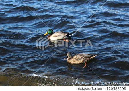 Two duck birds dive and swim in the water of the sea river lake. City Waterfowl Animals Two duck birds dive and swim in the water of the sea river lake. City Waterfowl Animals 120588398