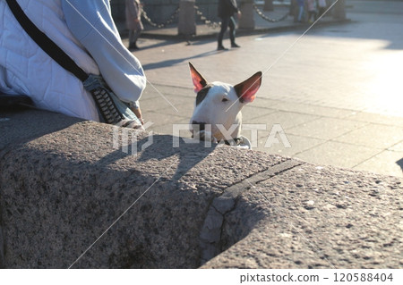 A dog of the Bull Terrier breed next to the owner girl on the street. Walking dogs in public places A dog of the Bull Terrier breed next to the owner girl on the street. Walking dogs in public places 120588404