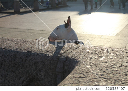 Bull Terrier dog on the street on a sunny day on the street of the city 120588407