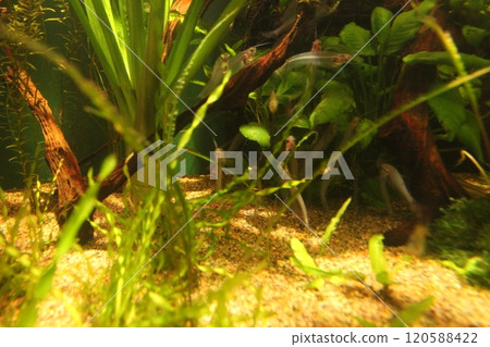 Crossocheilus oblongus small fish swimming in aquarium between algae 120588422