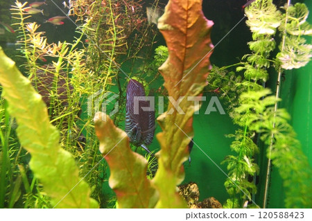 Symphysodon is a genus of cichlid fish widely distributed in the Amazon River basin 120588423