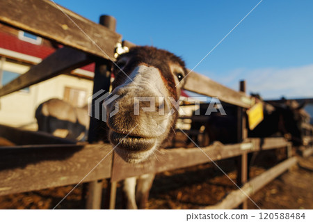 Donkey peeks over a wooden fence in the warm glow of the morning sun at a peaceful countryside farm 120588484