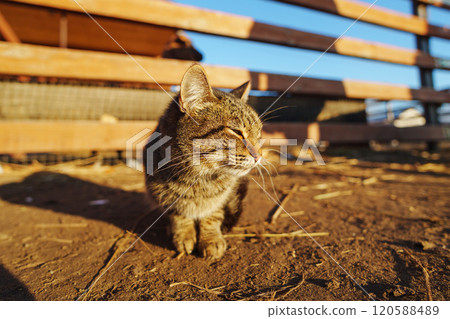 Autumn sun, a curious tabby cat approaches with bright, inquisitive eyes, surrounded by rustic wooden fences 120588489