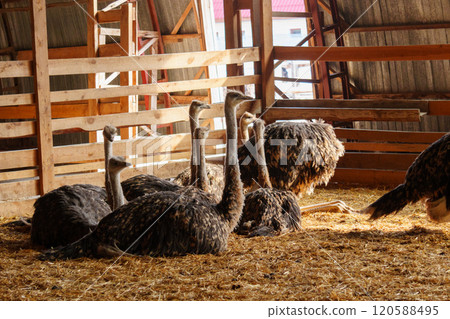 Ostrich confidently struts around the interior of a born on farm. Animal husbandry Ostrich confidently struts around the interior of a born on farm. Animal husbandry 120588495