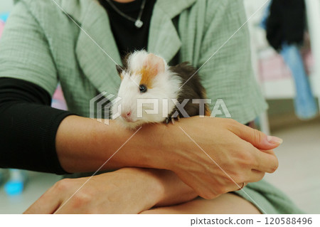 Friendly guinea pig enjoys a lazy afternoon in a warm home environment 120588496