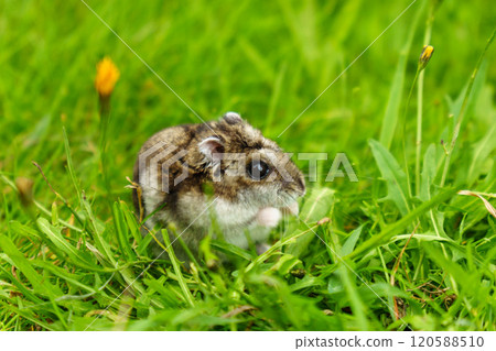 A curious small rodent explores fresh green grass on a sunny day in a vibrant meadow setting A curious small rodent explores fresh green grass on a sunny day in a vibrant meadow setting 120588510