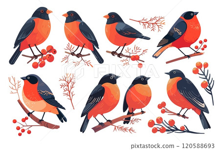 bullfinch on branches flat. red bird and rowan branch set, berry viburnum winter nature vector illustration 120588693