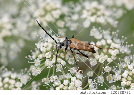 Brown longhorn beetle feeding on flowers 120588721