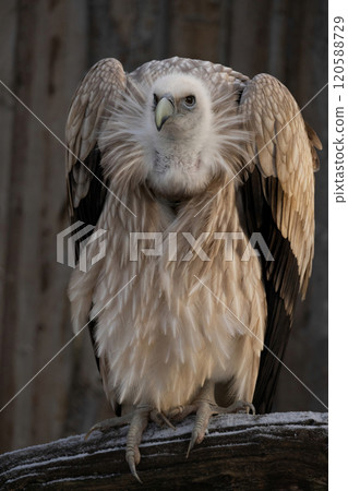 Himalayan vulture male in zoo Himalayan vulture male in zoo 120588729