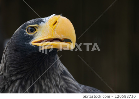 Head of steller's sea eagle Head of steller's sea eagle 120588730