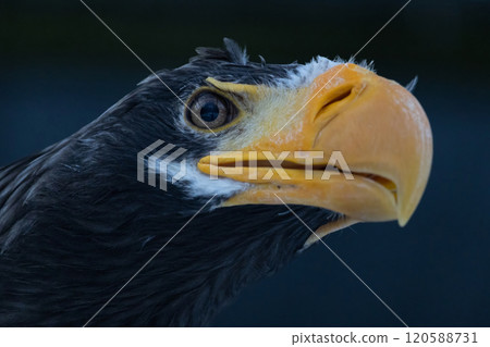 angry sea eagle look angry sea eagle look 120588731