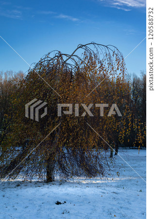 leaves of birch on a background leaves of birch on a background 120588732