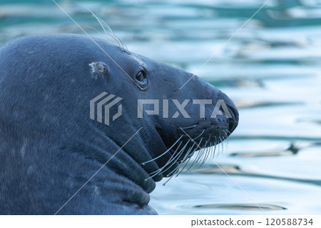Grey seal (female) head over water surface 120588734