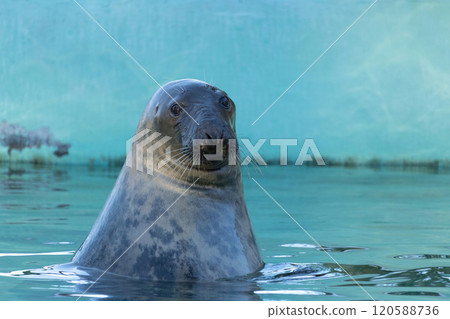 Atlantic Grey Seal - Halichoerus grypus swimming at the water surface Atlantic Grey Seal - Halichoerus grypus swimming at the water surface 120588736