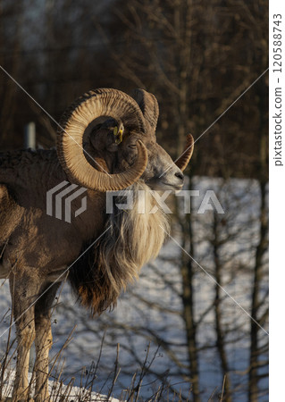 Transcaspian urial (Ovis orientalis arkal). Wild life animal. Transcaspian urial (Ovis orientalis arkal). Wild life animal. 120588743