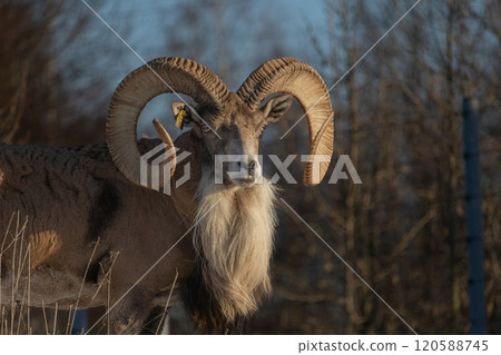 Transcaspian urial (Ovis orientalis arkal). Wild life animal. 120588745