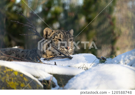 Close up of a beautiful snow leopard 120588748