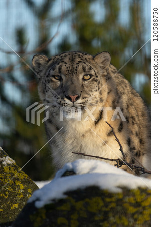 Close up of a beautiful snow leopard Irbis 120588750