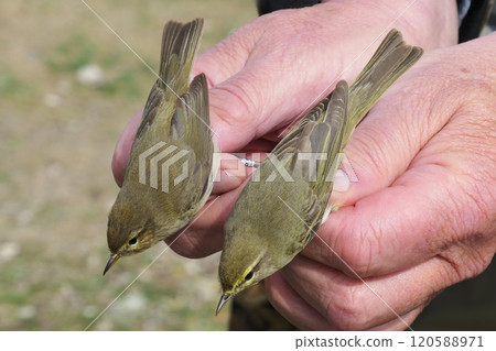 Chiffchaff (Phylloscopus collybita) (left) and Willow Warbler (Phylloscopus trochilus) (right), caught in connection with ringing in southern Sweden. 120588971