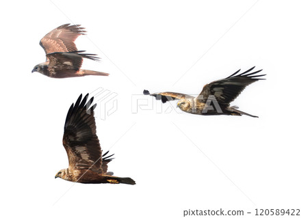 飛翔的 Chuhi 的剪貼畫 120589422