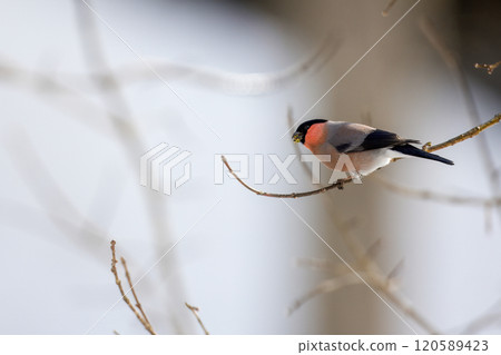 一隻蒼鷺棲息在樹枝上吃花蕾。 120589423