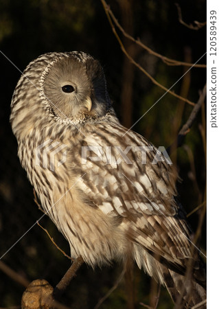 The Ural Owl is a large owl The Ural Owl is a large owl 120589439