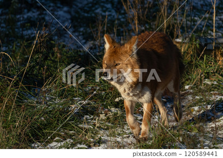 Dhole also known as a Red Dog or an Asian Wild Dog Dhole also known as a Red Dog or an Asian Wild Dog 120589441
