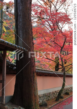 This is a photo of autumn leaves at Buttsuji Temple in Mihara City, Hiroshima Prefecture. This is a photo of autumn leaves at Buttsuji Temple in Mihara City, Hiroshima Prefecture. 120589723