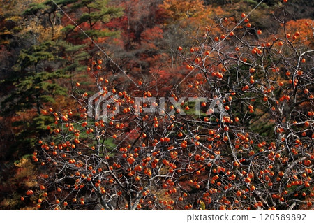 Persimmon tree of satoyama Persimmon tree of satoyama 120589892